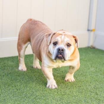 Rescue American Bulldog Dogs for Adoption in Camarillo, California - MEATHEAD | PetCurious