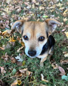 Rescue Mixed Breed Dogs for Adoption in Thomasville, North Carolina - Cocoa Bean | PetCurious