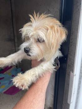 YANI -  Shih Tzu and Mixed Breed Dog for Adoption in St. Cloud, Florida - YANI | PetCurious