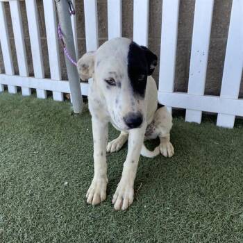 A613184 -  Great Pyrenees and Border Collie Dog for Adoption in Modesto, California - A613184 | PetCurious