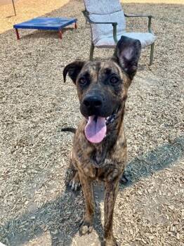 SODA -  Plott Hound and Mixed Breed Dog for Adoption in Albuquerque, New Mexico - SODA | PetCurious