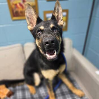 Blitzen -  German Shepherd Dog Dog for Adoption in Windsor, Virginia - Blitzen | PetCurious