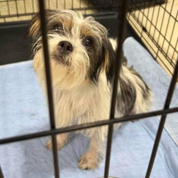 Angelica Pickles -  Terrier and Shih Tzu Dog for Adoption in Houston, Texas - Angelica Pickles | PetCurious