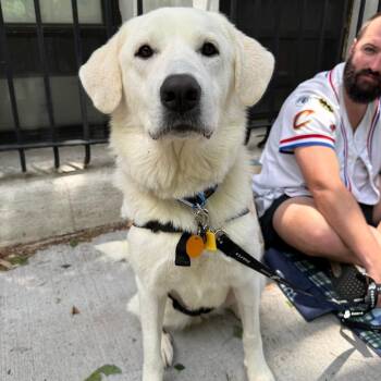 Great Pyrenees and Labrador Retriever Dogs Available for Adoption in New York, New York - Marshmallow | PetCurious