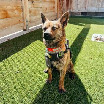 Mixed Breed Dogs Available for Adoption in Jackson, Wyoming - Beans | PetCurious