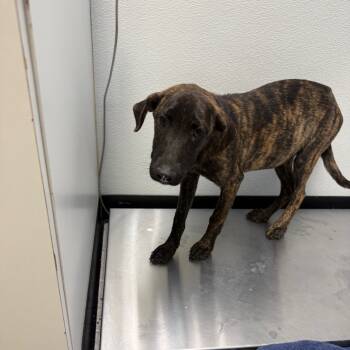 Rescue Mastiff Dogs for Adoption in Bastrop, Texas - Sizzler 25-10-108 | PetCurious