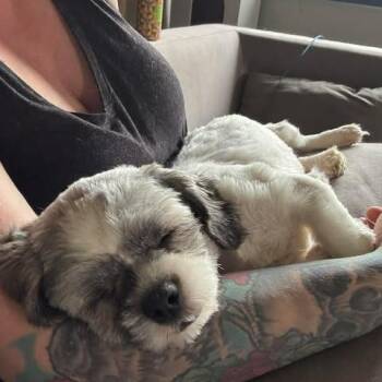 Shih Tzu and Bichon Frise Dogs Available for Adoption in Calgary, Alberta - Falkor | PetCurious