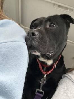 Pit Bull Terrier and Mixed Breed Dogs Available for Adoption in Kansas City, Missouri - Hendrix | PetCurious