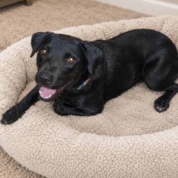 Darla -  Black Labrador Retriever Dog for Adoption in Springfield, Missouri - Darla | PetCurious