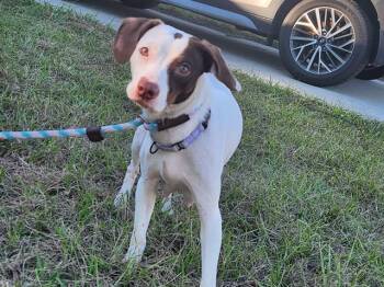 Beagle and Mixed Breed Dogs Available for Adoption - REGINA | PetCurious