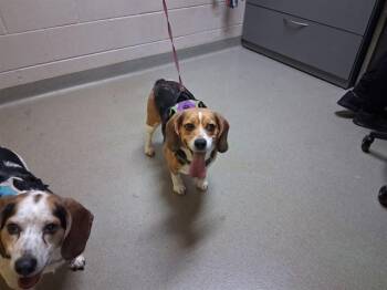 DAISY MAE -  Beagle Dog for Adoption in Colorado Springs, Colorado - DAISY MAE | PetCurious