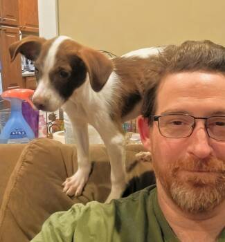 Chihuahua Dogs Available for Adoption in Harlingen, Texas - Toulouse | PetCurious