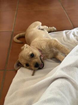 Mara -  Pug and Terrier Dog for Adoption in Tucson, Arizona - Mara | PetCurious