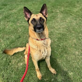 Rescue German Shepherd Dog Dogs for Adoption in Corsicana, Texas - Heidi D47422 | PetCurious