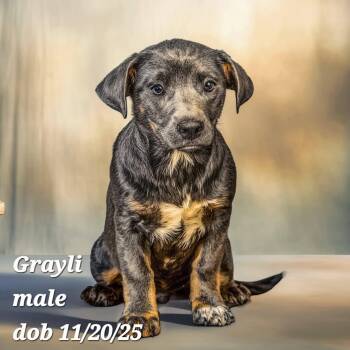 Vizsla and Corgi Dogs Available for Adoption - Grayli | PetCurious