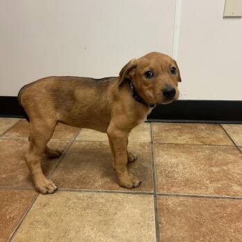 FWT Acadia -  Labrador Retriever and Shepherd Dog for Adoption in Midland, Texas - FWT Acadia | PetCurious