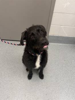 MILO -  Poodle and Pit Bull Terrier Dog for Adoption in Indianapolis, Indiana - MILO | PetCurious