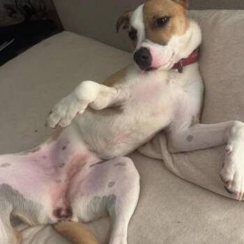 Terrier and Mixed Breed Dogs Available for Adoption in Chester, Maryland - Juliette | PetCurious