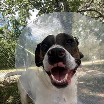 Mixed Breed Dogs Available for Adoption in Port Richey, Florida - Ben | PetCurious