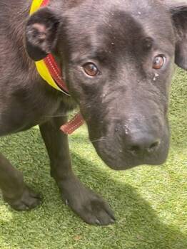 Rescue Labrador Retriever Dogs for Adoption in Mustang, Oklahoma - Lucy | PetCurious