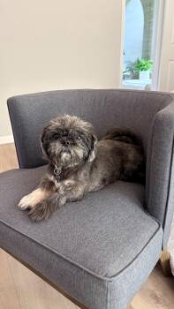 Zoey -  Shih Tzu Dog for Adoption in Southlake, Texas - Zoey | PetCurious