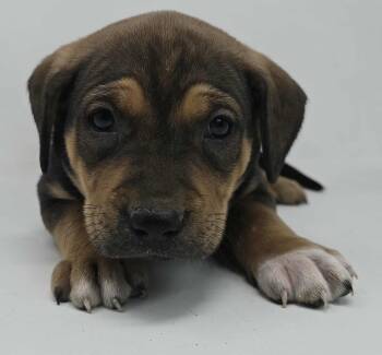 Rescue Beagle and Terrier Dogs for Adoption in Newport, Tennessee - Calgary Stampede | PetCurious