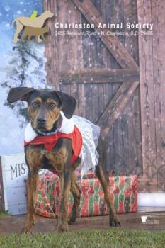 Hound and Mixed Breed Dogs Available for Adoption in North Charleston, South Carolina - 92453A Freya | PetCurious