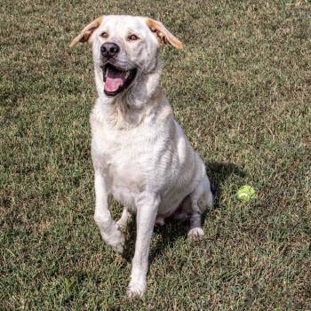 Cowboy -  Labrador Retriever Dog for Adoption in Wichita, Kansas - Cowboy | PetCurious