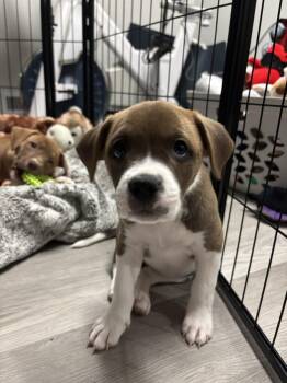 Hound Dogs Available for Adoption - Alexandria | PetCurious