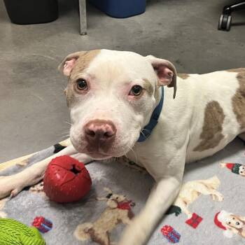 Mufasa -  Mixed Breed Dog for Adoption in Pittsburgh, Pennsylvania - Mufasa | PetCurious
