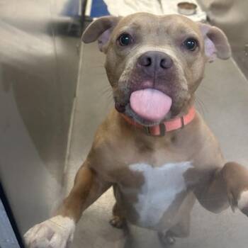 Pit Bull Terrier Dogs Available for Adoption - Honey Bear | PetCurious