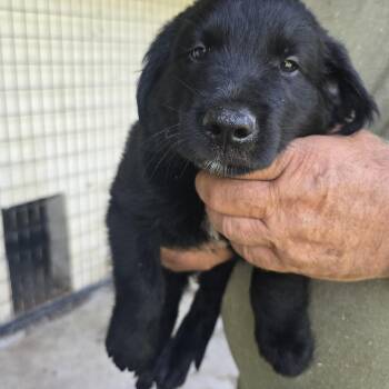 Trooper -  Golden Retriever and Black Labrador Retriever Dog for Adoption in Zaleski, Ohio - Trooper | PetCurious