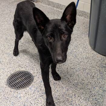 Abigail -  Mixed Breed Dog for Adoption in Greenville, South Carolina - Abigail | PetCurious