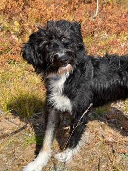 Boomer -  Australian Shepherd and Standard Poodle Dog for Adoption in Gwinn, Michigan - Boomer | PetCurious