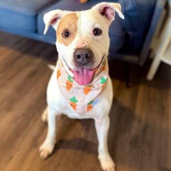 Cyrus Cuddles easy breezy lovebug -  Pit Bull Terrier and American Staffordshire Terrier Dog for Adoption in Friendswood, Texas - Cyrus Cuddles Easy Breezy Lovebug | PetCurious
