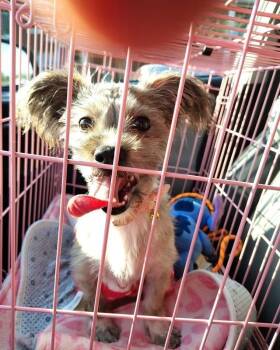Renee -  Shih Tzu and Dachshund Dog for Adoption in Evansville, Indiana - Renee | PetCurious