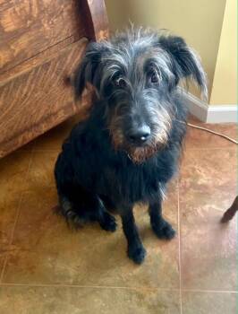 Terrier Dogs Available for Adoption in Toms River, New Jersey - Dory | PetCurious