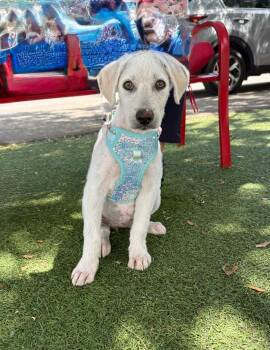 Labrador Retriever Dogs Available for Adoption in Temecula, California - Princess Whitney  | PetCurious