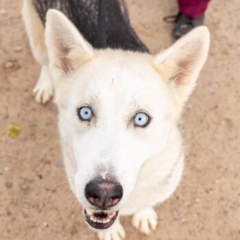 Mixed Breed Dogs Available for Adoption in Las Cruces, New Mexico - Molly | PetCurious