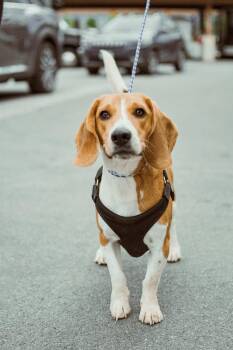 Shiloh -  Beagle Dog for Adoption in Frankfort, New York - Shiloh | PetCurious
