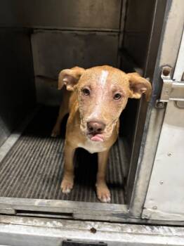 Rescue Greyhound and Mixed Breed Dogs for Adoption in Hot Springs, Arkansas - Peach | PetCurious