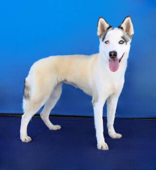 LUNA -  Siberian Husky Dog for Adoption in Pasadena, California - LUNA | PetCurious