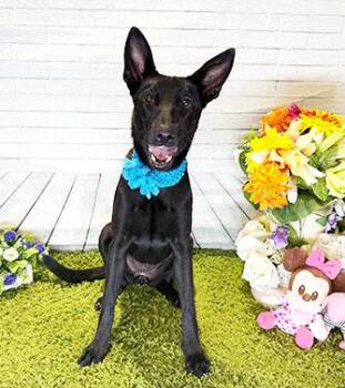 DEANI -  Labrador Retriever Dog for Adoption in Castro Valley, California - DEANI | PetCurious