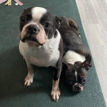 Boston Terrier Dogs Available for Adoption - Roma | PetCurious