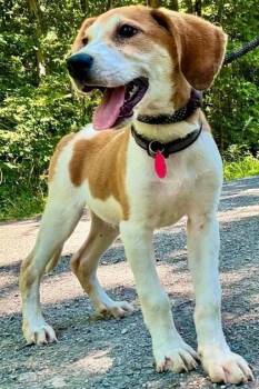 Bugz -  Hound and Mixed Breed Dog for Adoption in Morristown, New Jersey - Bugz | PetCurious