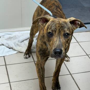 TUSC-Stray-86035 -  Mountain Cur and Mixed Breed Dog for Adoption in Tuscaloosa, Alabama - TUSC-Stray-86035 | PetCurious