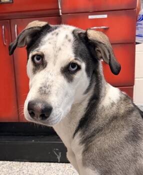 Lady -  Siberian Husky and Pit Bull Terrier Dog for Adoption in Golden, Colorado - Lady | PetCurious