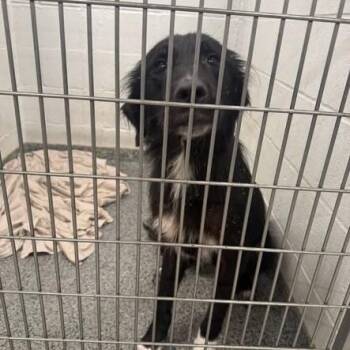 JAS-Stray-10770 -  Mixed Breed Dog for Adoption in Jeffersonville, Indiana - JAS-Stray-10770 | PetCurious