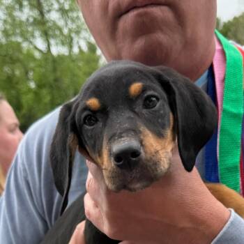 Mixed Breed Dogs Available for Adoption in Rockville, Maryland - Tippi | PetCurious