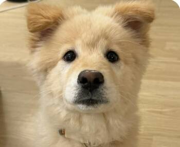 Jindo Dogs Available for Adoption - Mongi | PetCurious